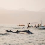 Lumba-Lumba Lumba Lumba