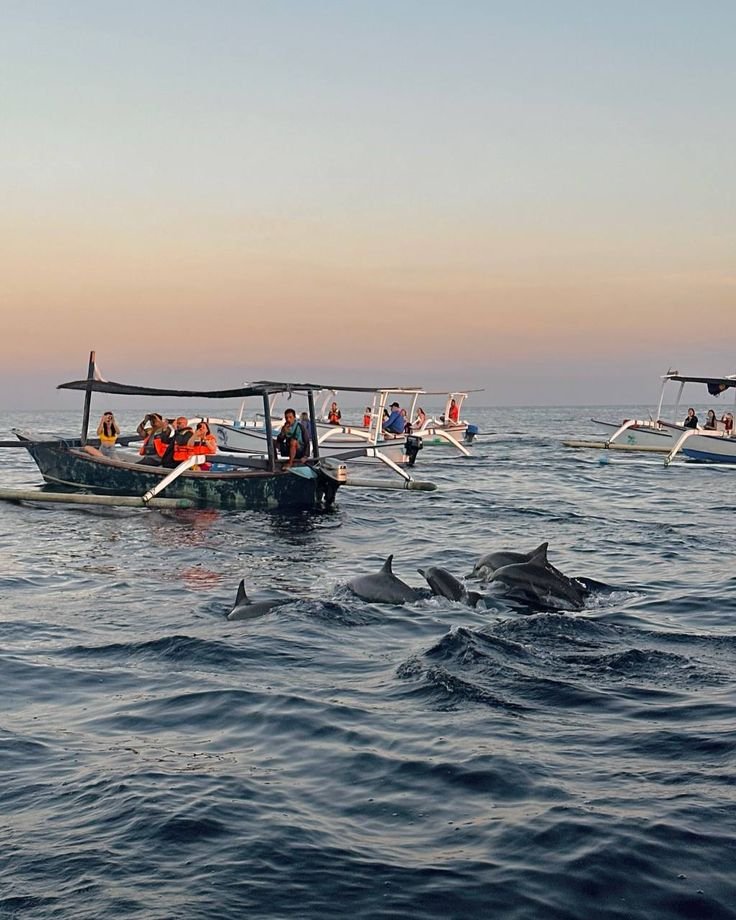 Keberadaan lumba-lumba menjadi salah satu daya tarik utama yang membuat Lovina semakin terkenal, menjadikannya tempat yang sempurna bagi pecinta alam dan petualangan.